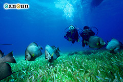 Buceo-dMap Travel Guide